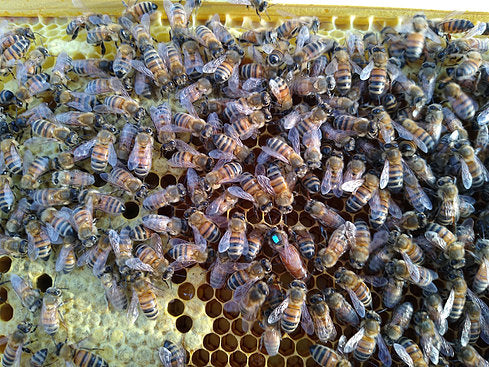 Early spring VSH Queen Bee Pol-Line 2.2 strain