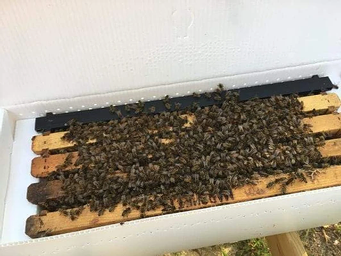 2025 Nucleus Beehives with VSH Queens (NUC)