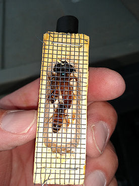 Early spring VSH Queen Bee Pol-Line 2.2 strain