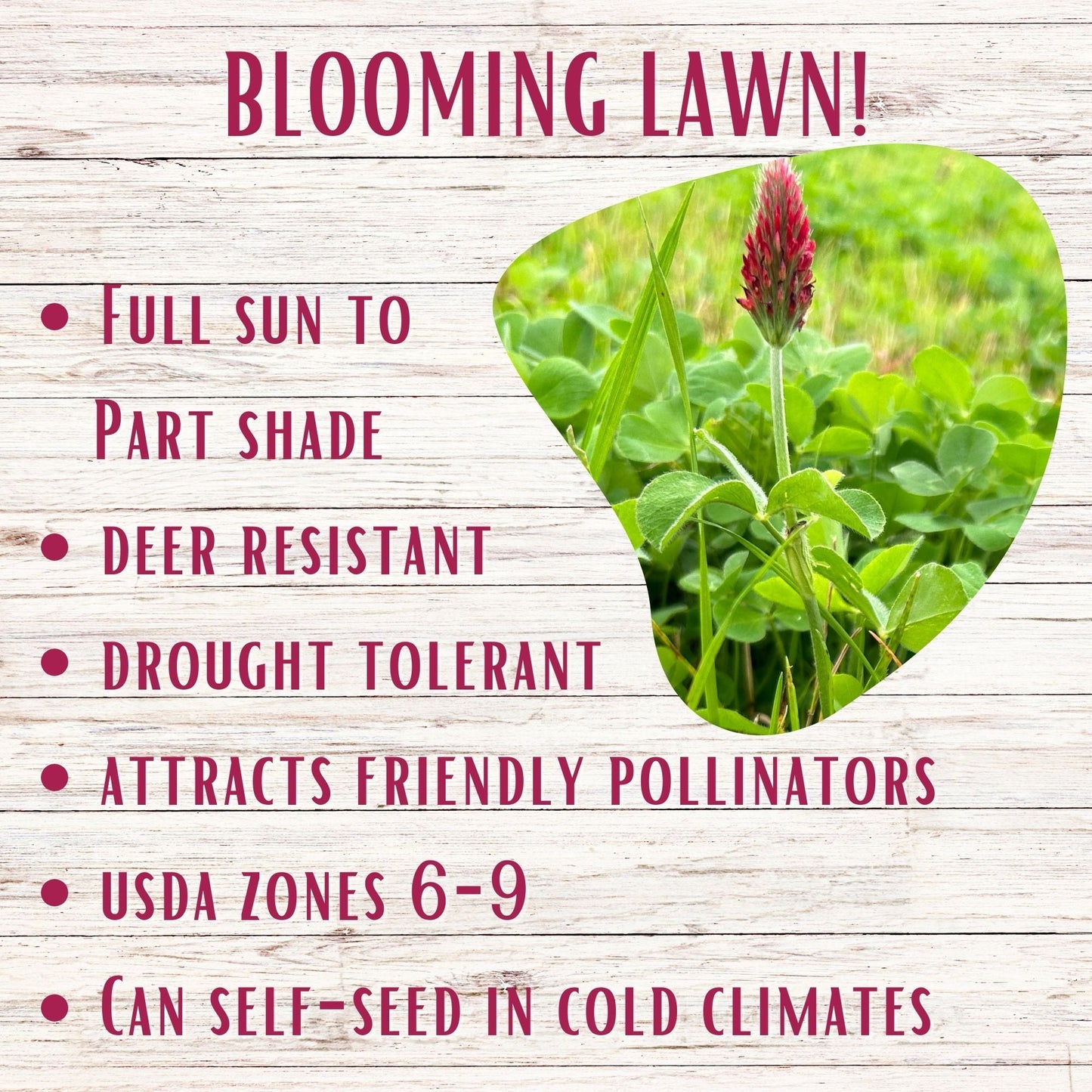 Crimson Clover + Mow Less Grass Seed