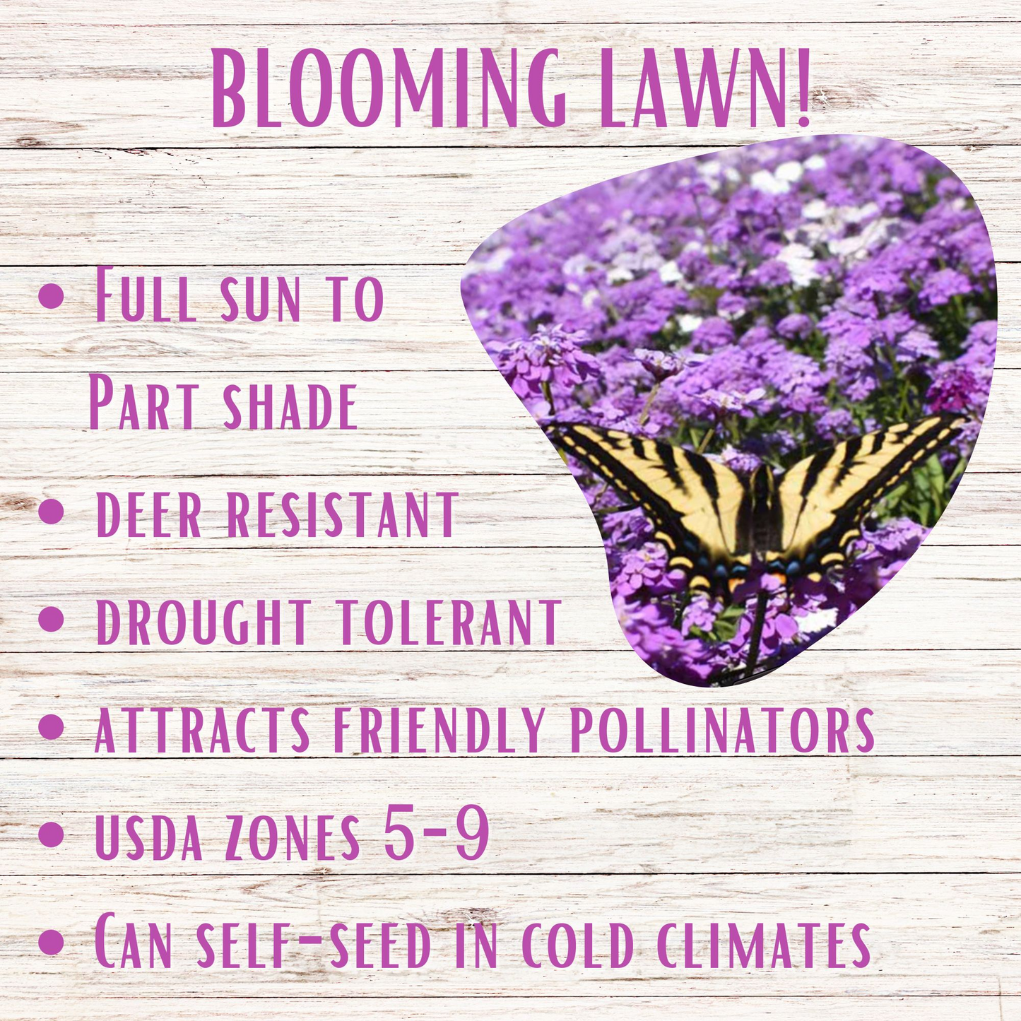 Sweet Alyssum Royal Carpet Seed Pouch