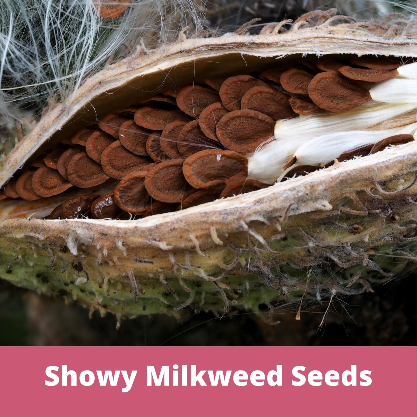 Showy Milkweed Seed Pouch