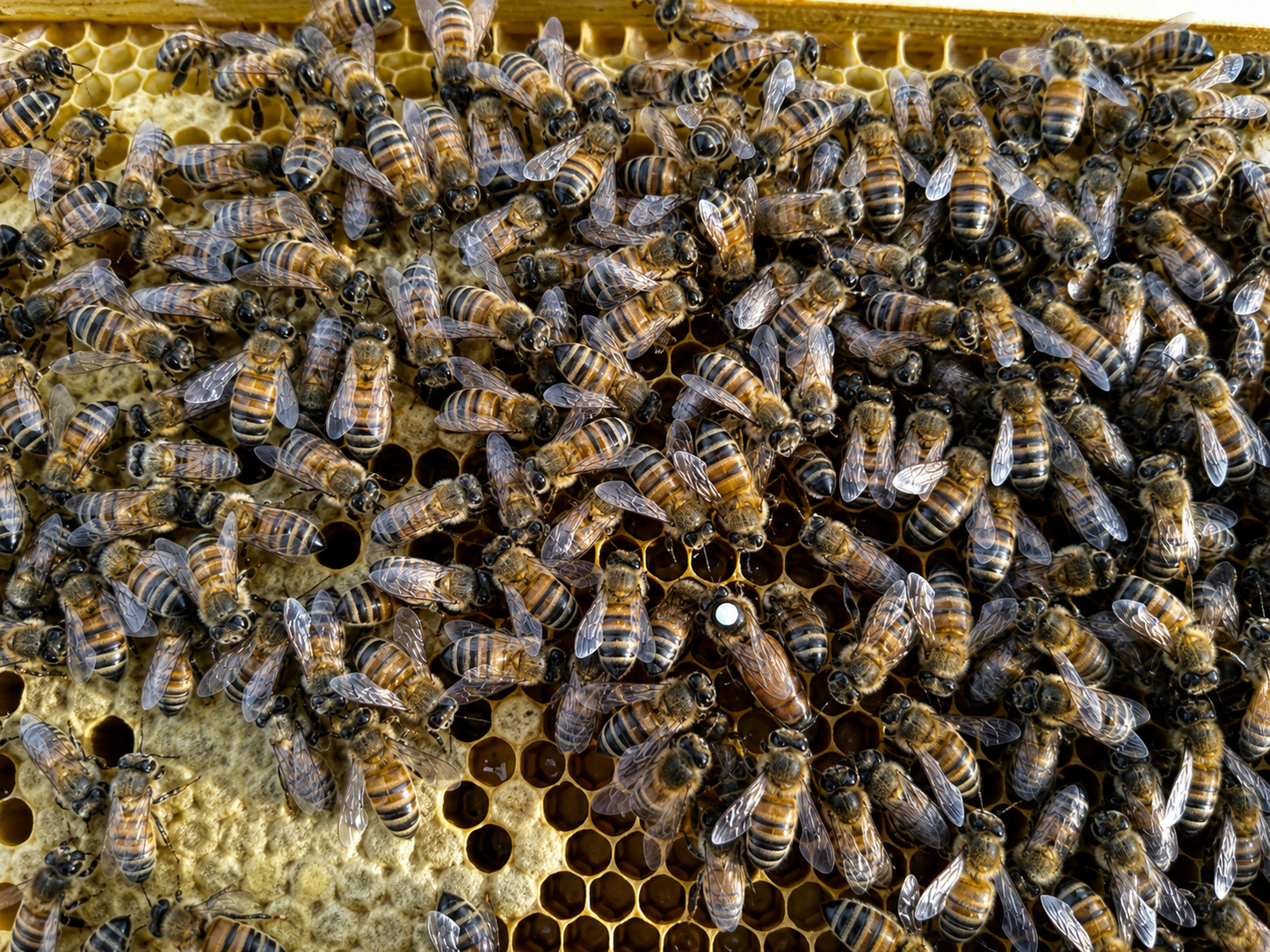 Early spring VSH Queen Bee Pol-Line 2.2 strain