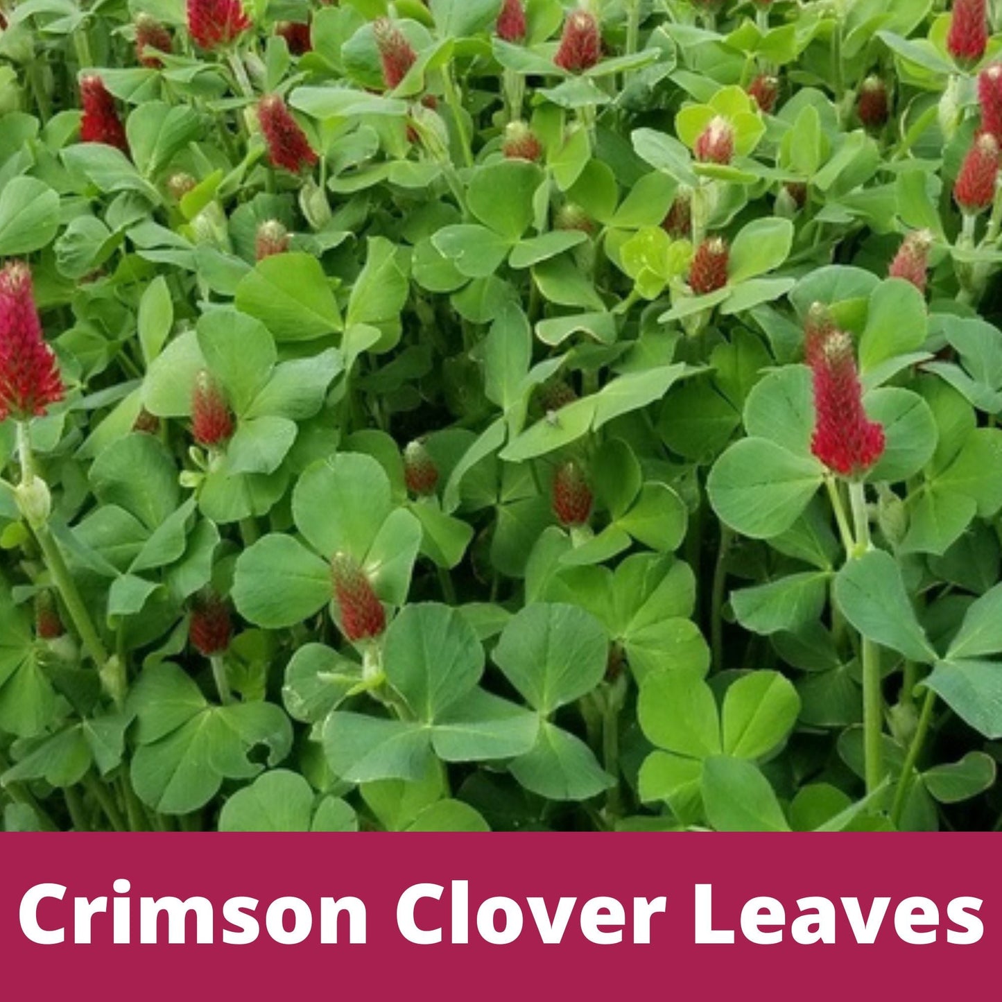Crimson Clover Seed