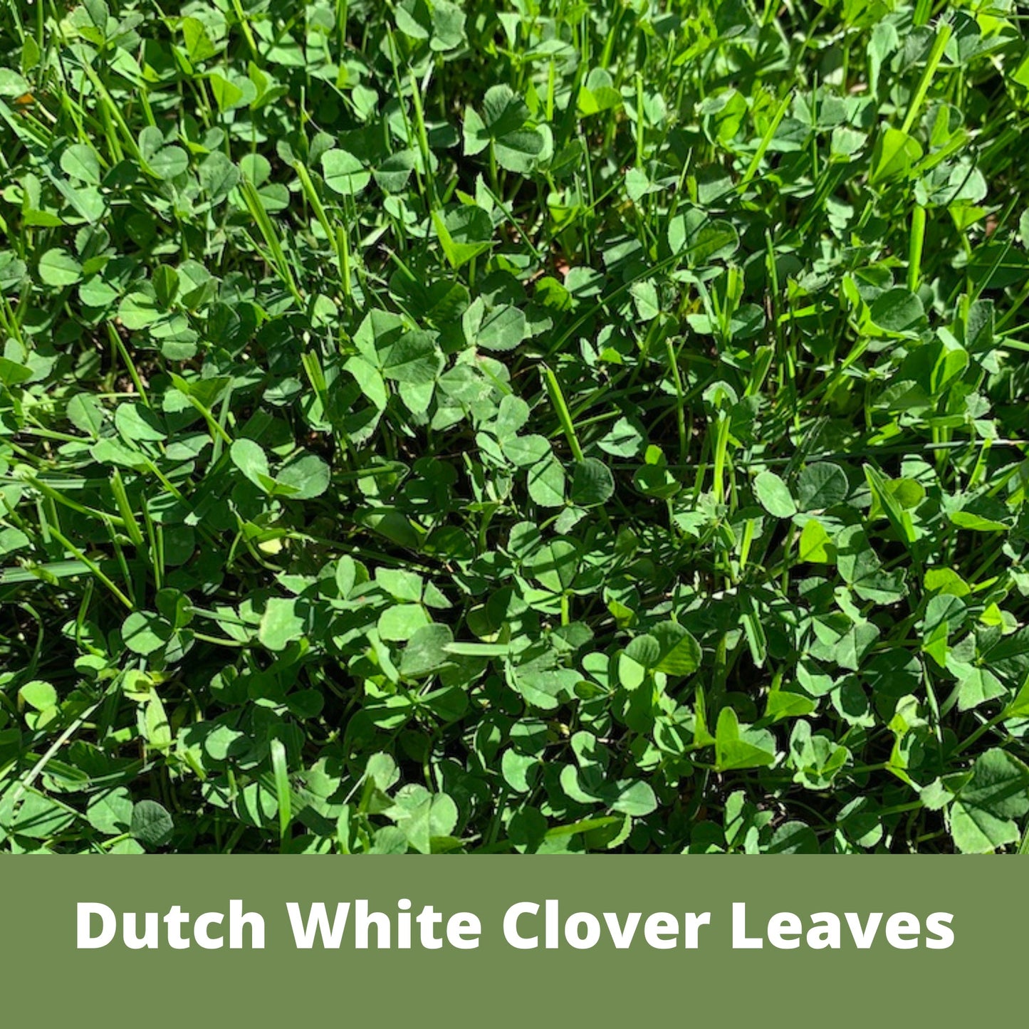Dutch White Clover Easy Spread Shaker