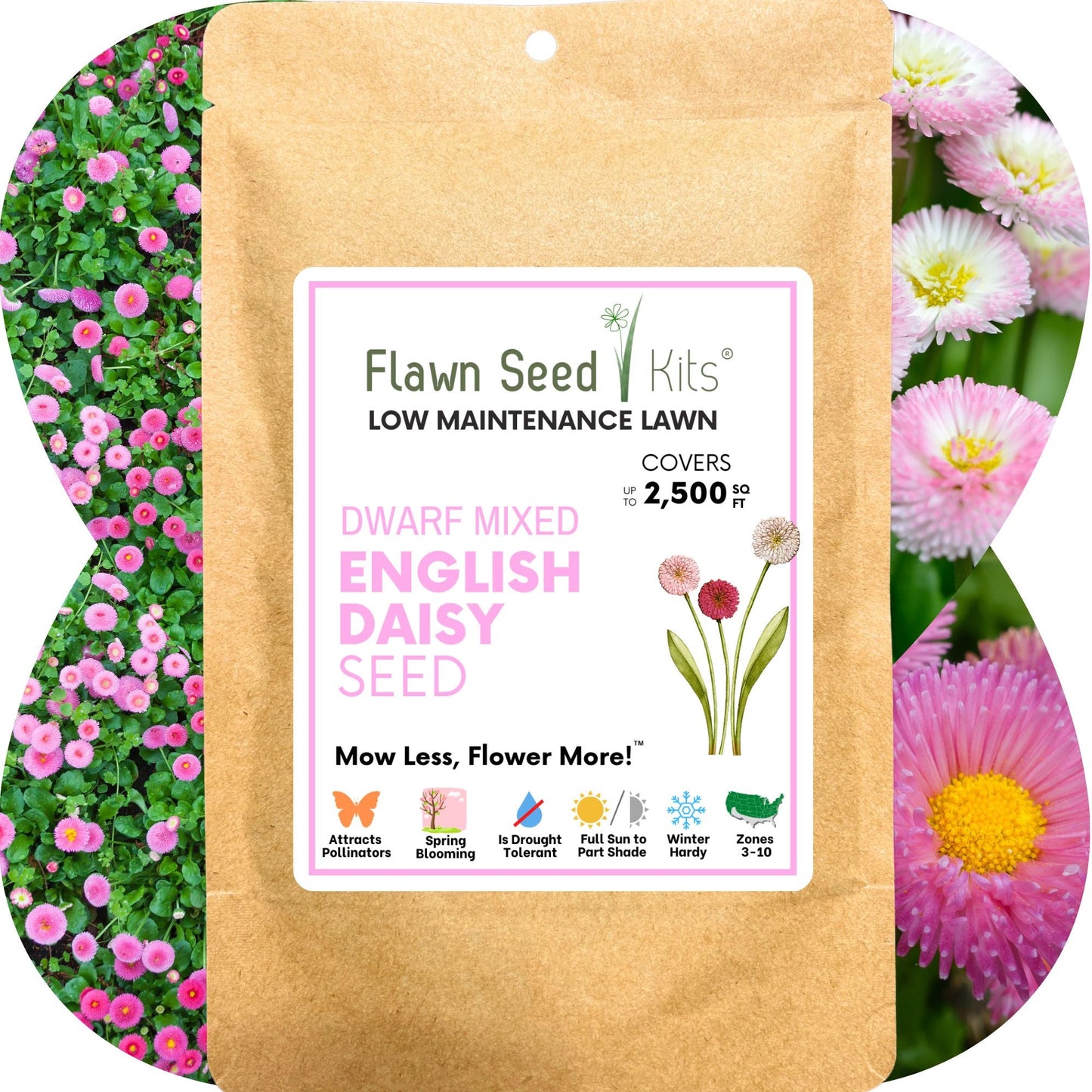 English Daisy 'Mixed' Seed Pouch
