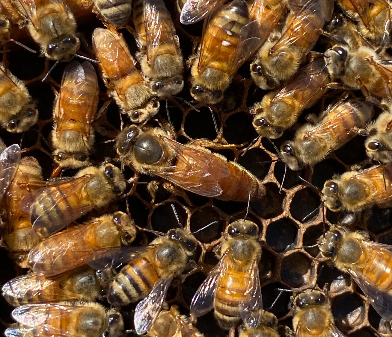 Mated Queens - Pol Line 2.2 Plus - Summer