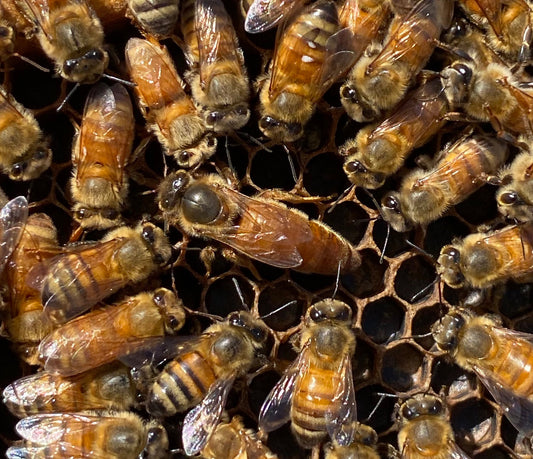 Mated Queens - Pol Line 2.2 Plus