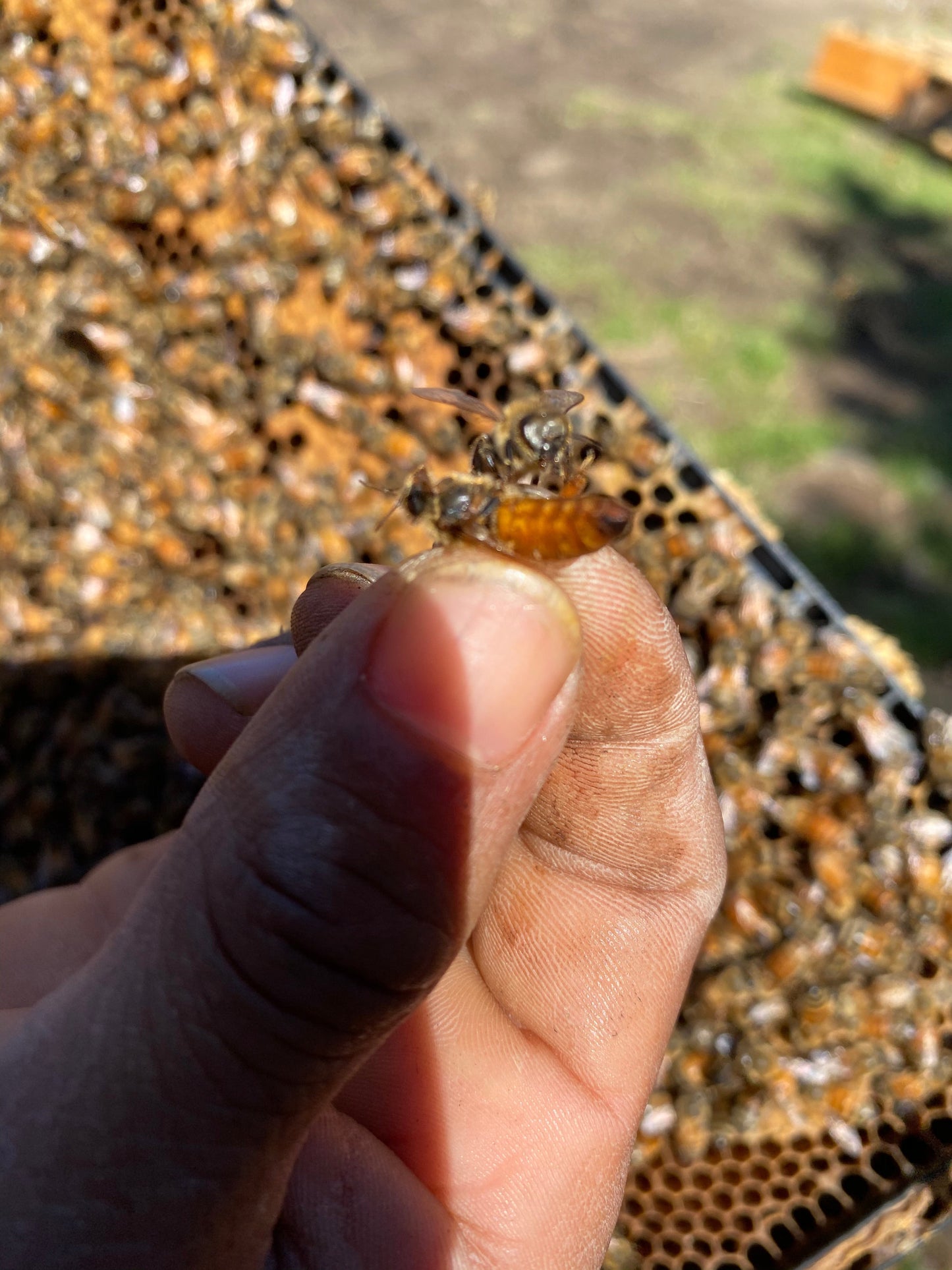 Mated Queens - Pol Line 2.2 Plus - Summer