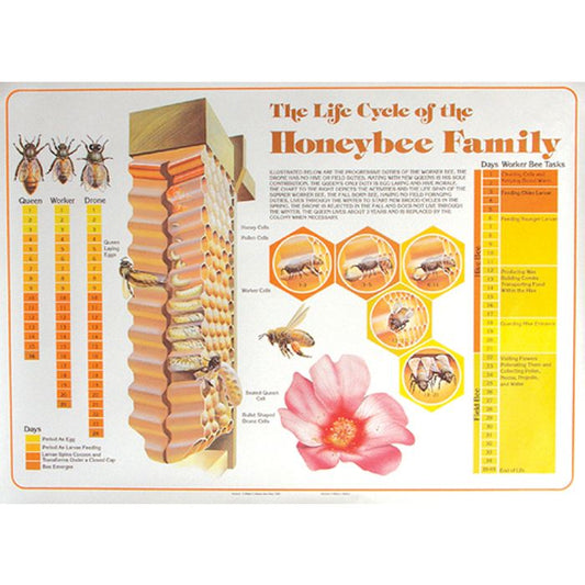 The Life Cycle of the Honeybee Family Poster