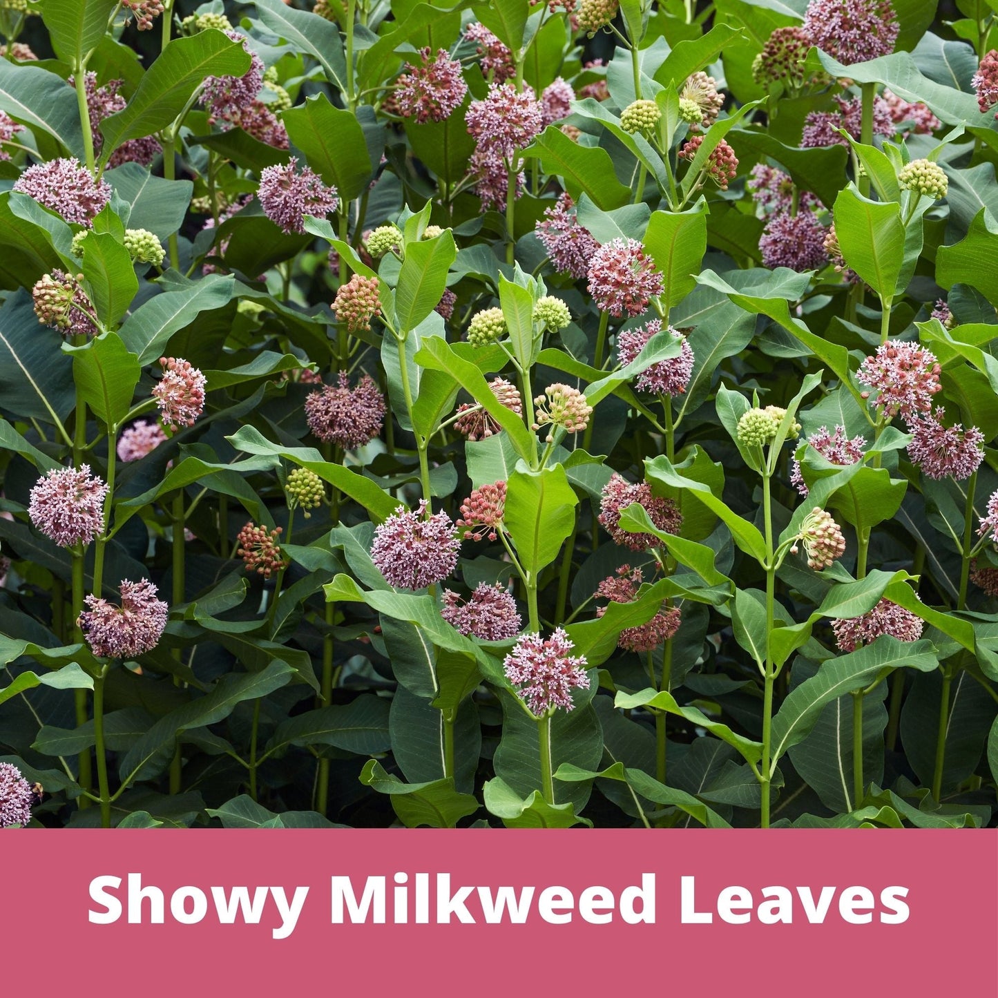Showy Milkweed Seed Pouch