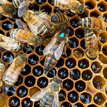 Early spring VSH Queen Bee Pol-Line 2.2 strain