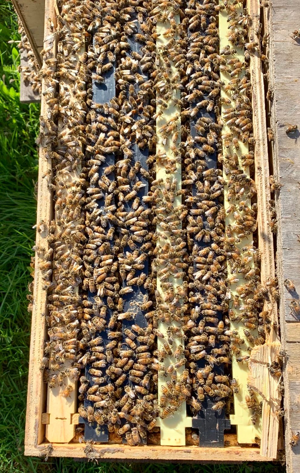 SIX (6) FRAME - 2025 Nucleus Beehives with VSH Queens (NUC)